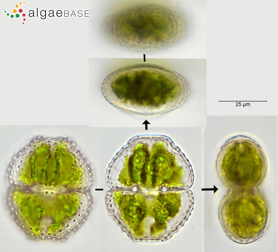 Cosmarium vexatum West