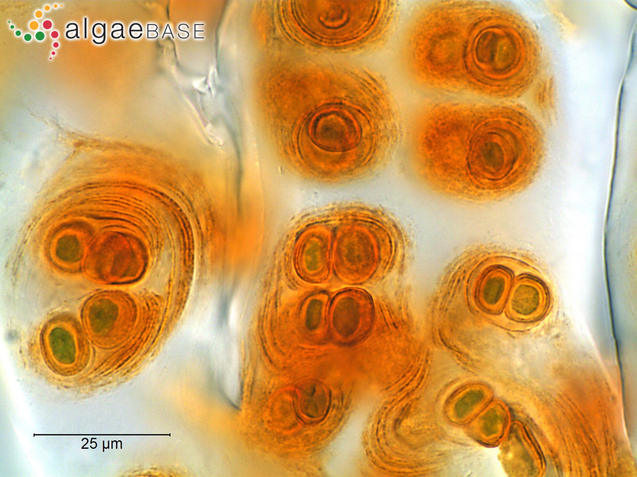Gloeocapsopsis magma (Brébisson) Komárek & Anagnostidis ex Komárek