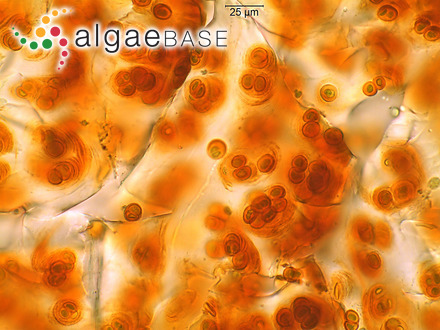 Gloeocapsopsis magma (Brébisson) Komárek & Anagnostidis ex Komárek