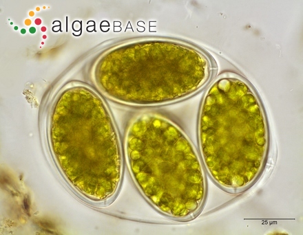 Oocystis naegelii A.Braun