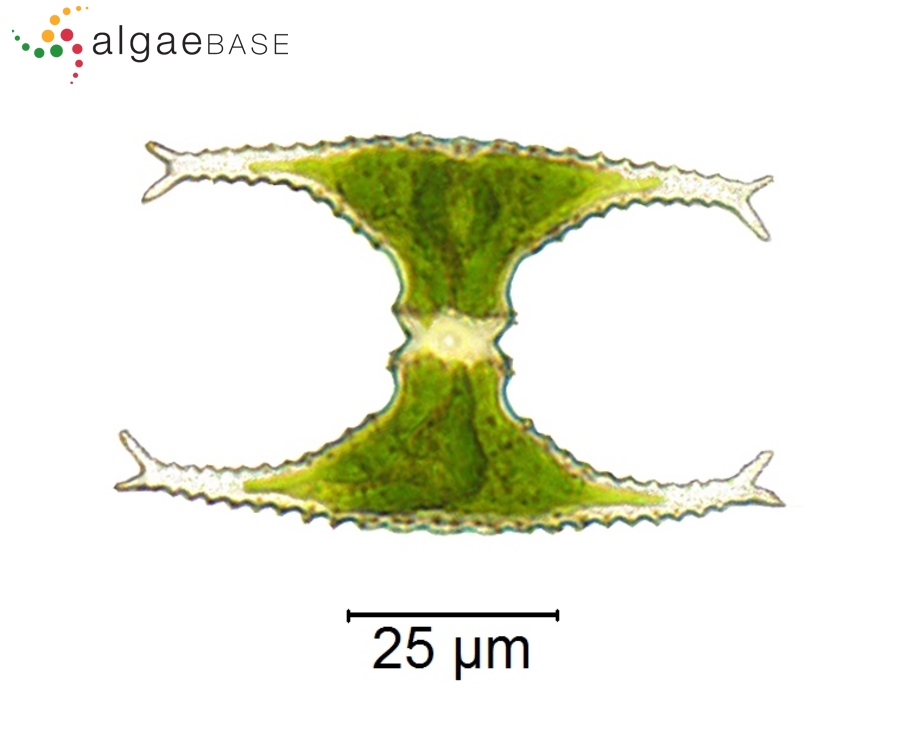 Staurastrum bulbosum (West) Coesel