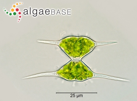 Staurodesmus subtriangularis (Borge) Teiling