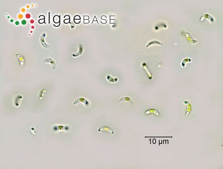 Monoraphidium convolutum (Corda) Komárková-Legnerová