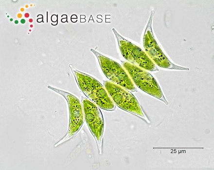 Tetradesmus bernardii (G.M.Smith) M.J.Wynne