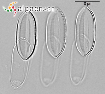 Tryblionella debilis Arnott ex O'Meara