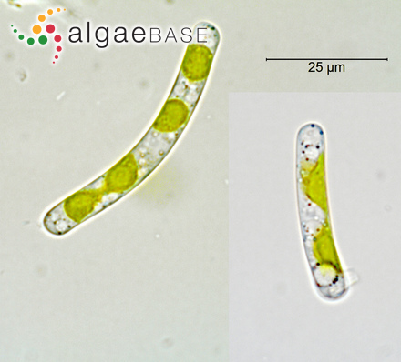 Bumilleriopsis peterseniana Vischer & Pascher