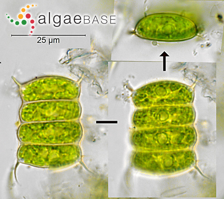 Desmodesmus communis (E.Hegewald) E.Hegewald