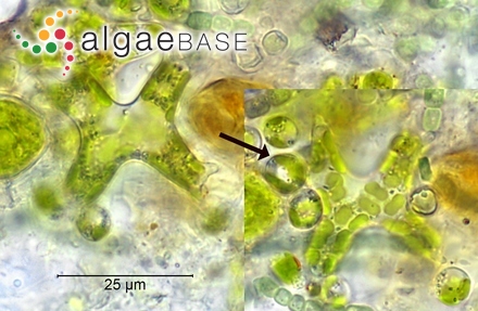 Isthmochloron lobulatum (Nägeli) Skuja