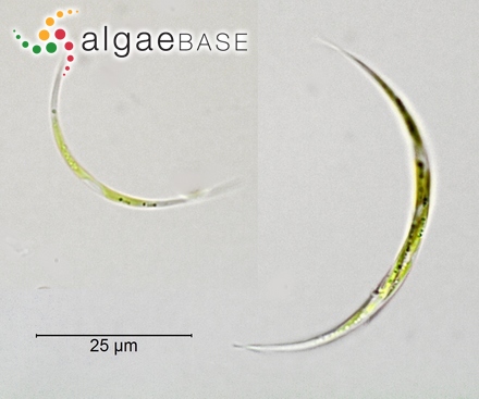 Ankistrodesmus arcuatus Korshikov