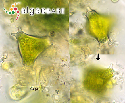 Pseudostaurastrum enorme (Ralfs) Chodat