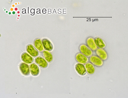 Comasiella arcuata (Lemmermann) E.Hegewald, M.Wolf, Al.Keller, Friedl & Krienitz