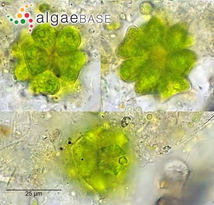 Sorastrum spinulosum Nägeli