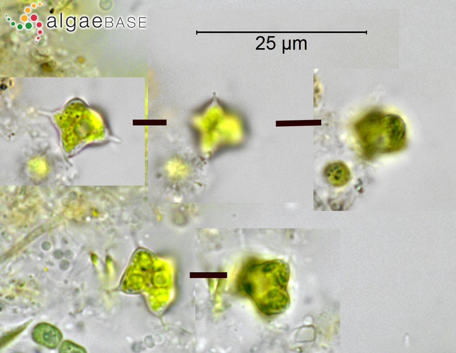 Tetraëdron caudatum (Corda) Hansgirg