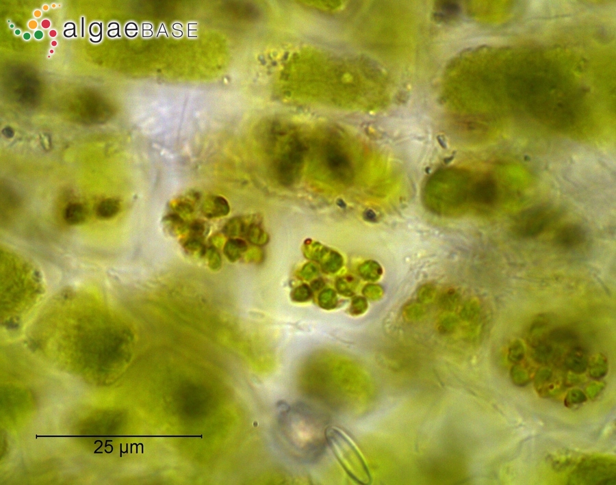 Ulothrix aequalis Kützing