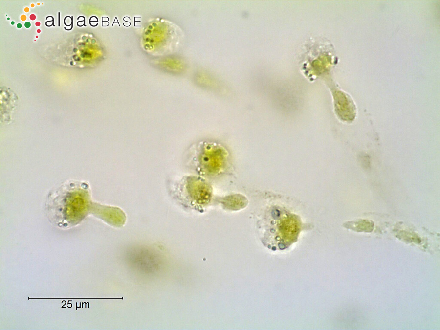 Hydrurus foetidus (Villars) Trevisan