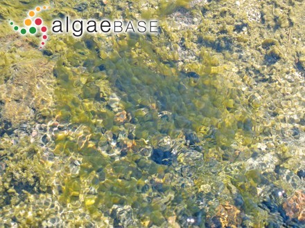 Hydrurus foetidus (Villars) Trevisan