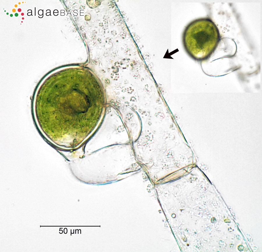 Vaucheria bursata (O.F.Müller) C.Agardh