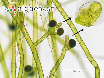 Vaucheria canalicularis (Linnaeus) T.A.Christensen