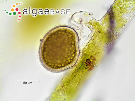 Vaucheria dillwynii (F.Weber & D.Mohr) C.Agardh