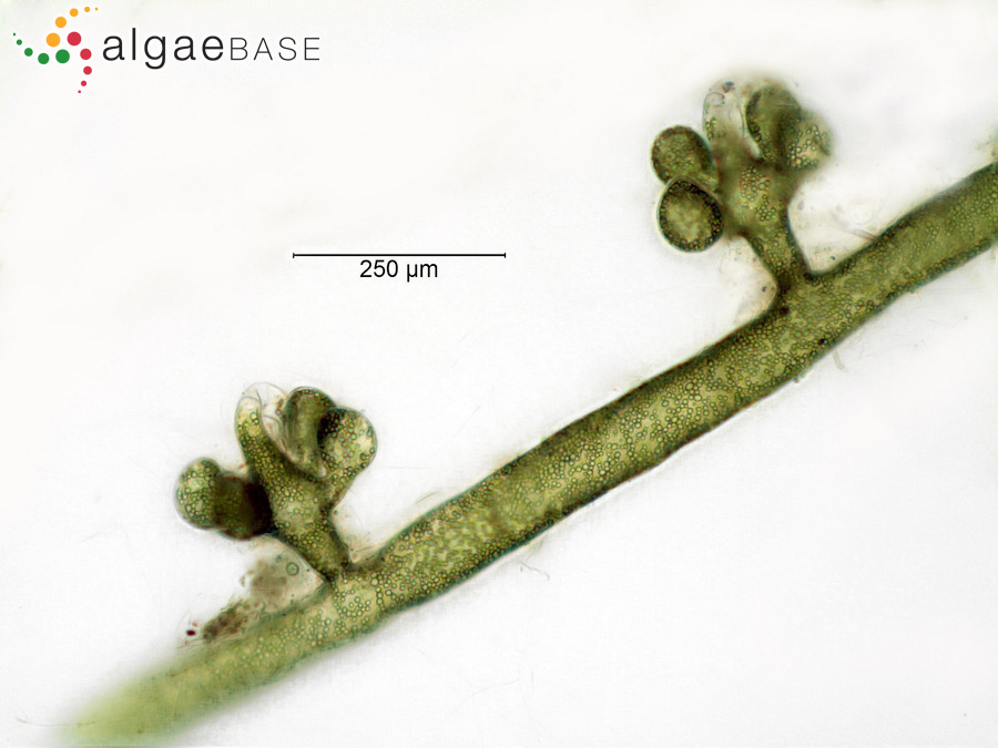 Vaucheria verticillata Meneghini