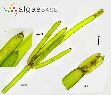 Nitella translucens (Persoon) C.Agardh