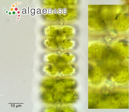 Conferva pulvinata Roth
