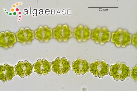 Spondylosium pulchellum (W.Archer) W.Archer