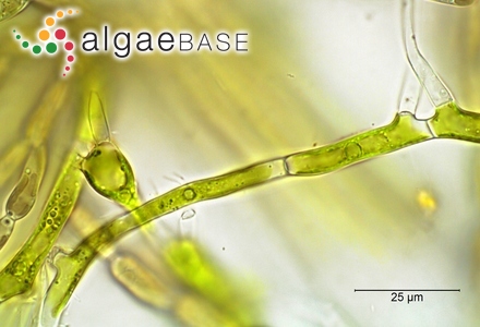 Chaetonema irregulare Nowakowski