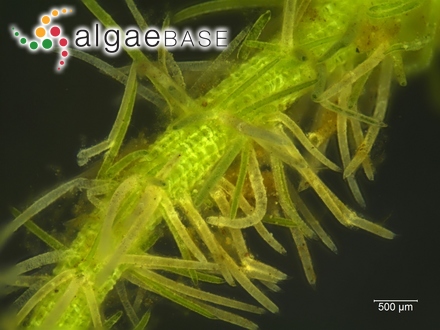 Caulerpa faridii Nizamuddin