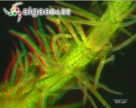 Chara aculeolata Kützing