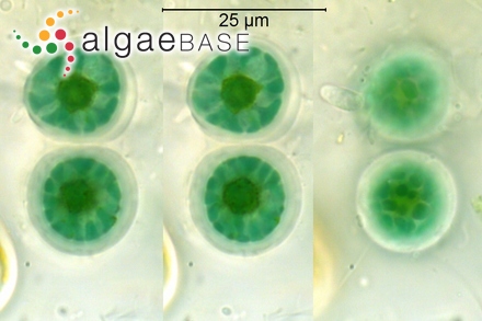 Tomaculopsis herbertiana A.B.Cribb