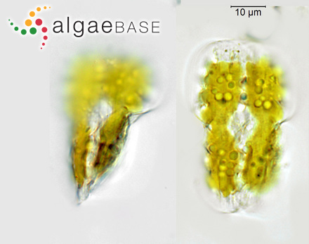 Entomoneis ornata (Bailey) Reimer