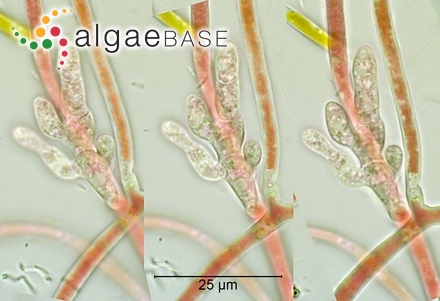 Polyopes hakalauensis (Tilden) I.A.Abbott