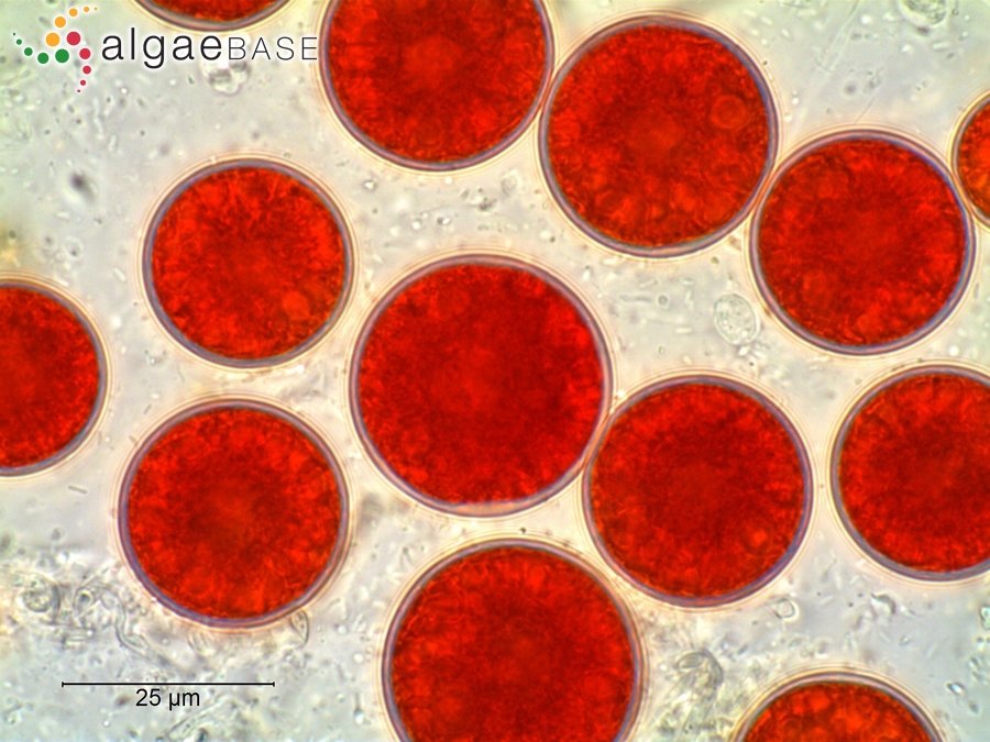 Haematococcus lacustris (Girod-Chantrans) Rostafinski