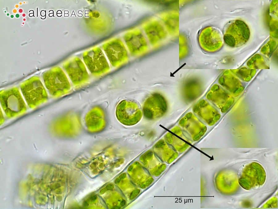 Microspora amoena var. gracilis (Wille) De Toni