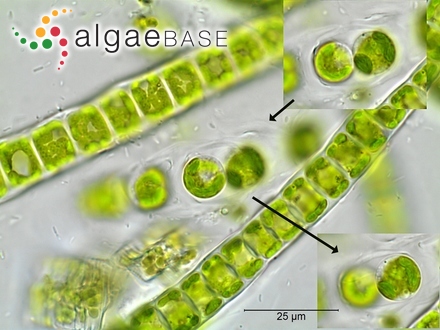 Microspora amoena var. gracilis (Wille) De Toni