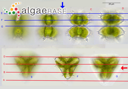 Staurastrum arcuatum var. subavicula (West) Coesel & Meesters