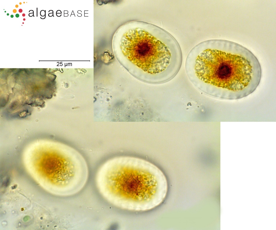 Chroothece richteriana Hansgirg