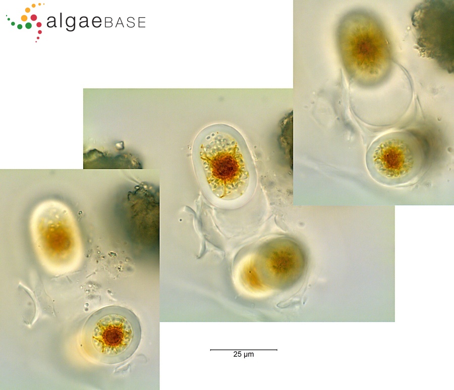 Chroothece richteriana Hansgirg