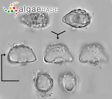 Sargassum wightii f. submembranaceum Grunow