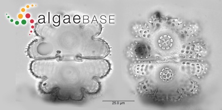Sargassum turbinatum var. ornatum (Turner) C.Agardh