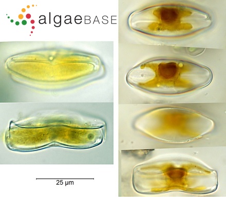 Eucocconeis flexella (Kützing) F.Meister