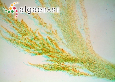 Liagora intricata Butters