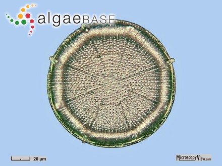 Cryptopleura ramosa var. ciliifera Kützing