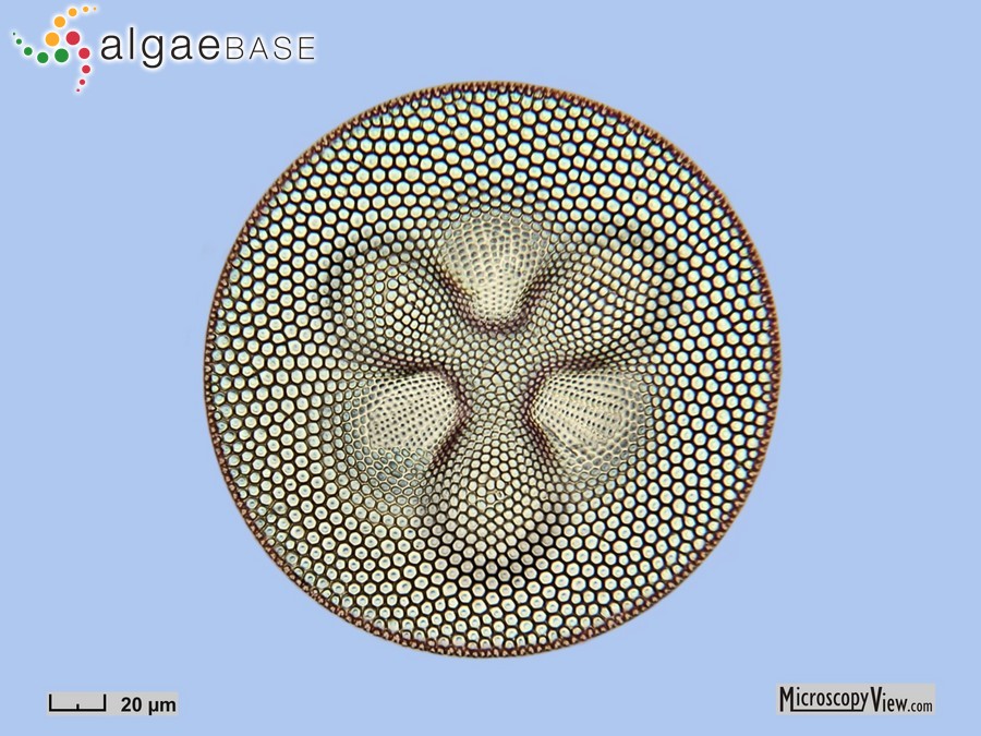 Coscinodiscus excavatus Greville ex Ralfs