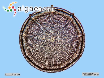 Aulacodiscus amoenus Greville