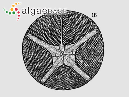 Asteromphalus darwinii Ehrenberg