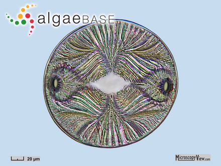 Callophyllis linguata Kylin