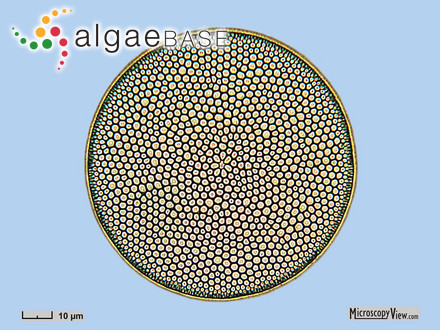 Coscinodiscus radiatus Ehrenberg