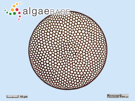 Coscinodiscus radiatus var. borealis Grunow